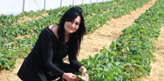 Ochrona truskawek w tunelach i nie tylko