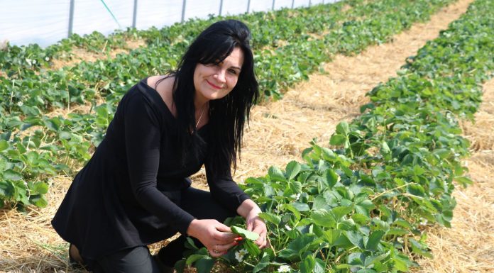 Ochrona truskawek w tunelach i nie tylko