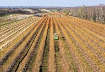Wiosna na świętokrzyskiej plantacji borówki. Doświadczenia plantatora. FILM
