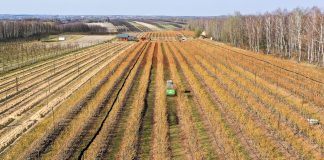 Wiosna na świętokrzyskiej plantacji borówki. Doświadczenia plantatora. FILM