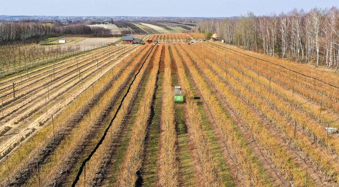 Wiosna na świętokrzyskiej plantacji borówki. Doświadczenia plantatora. FILM