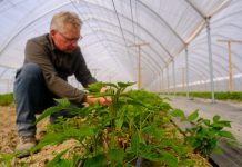 Maliny w tunelach i w gruncie. Analiza sytuacji i zalecenia na najbliższe dni. 2 FILMY