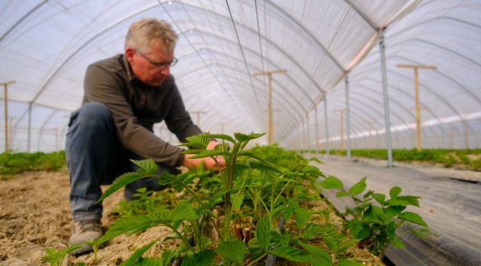 Maliny w tunelach i w gruncie. Analiza sytuacji i zalecenia na najbliższe dni. 2 FILMY