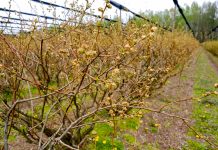 Wieści z plantacji borówki. Chandler – przemarznięcia i migracja misecznika. FILM