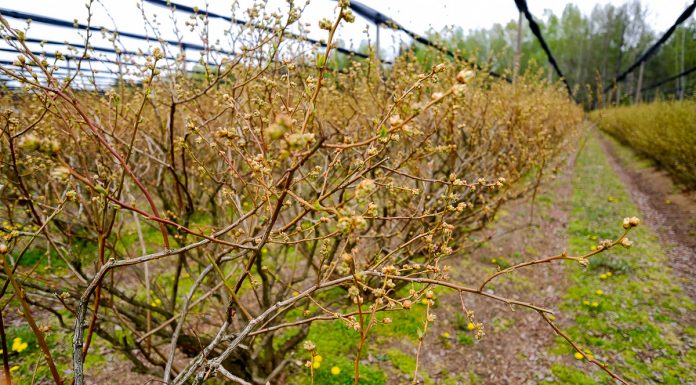 Wieści z plantacji borówki. Chandler – przemarznięcia i migracja misecznika. FILM