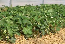 Nawożenie dolistne i biostymulacja truskawek – nowości z firmy Calfert