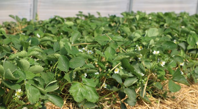 Nawożenie dolistne i biostymulacja truskawek – nowości z firmy Calfert