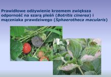 Proste rozwiązania w nawożeniu, ograniczające porażenie truskawek przez szkodniki i choroby