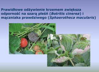 Proste rozwiązania w nawożeniu, ograniczające porażenie truskawek przez szkodniki i choroby