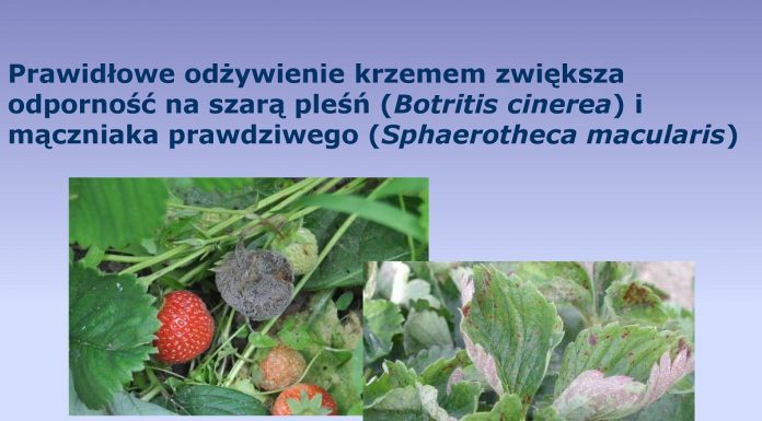 Proste rozwiązania w nawożeniu, ograniczające porażenie truskawek przez szkodniki i choroby