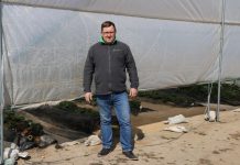 Truskawki w tunelach – zalecenia nawozowe