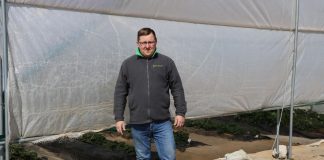 Truskawki w tunelach – zalecenia nawozowe