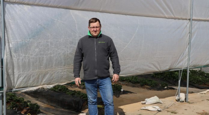 Truskawki w tunelach – zalecenia nawozowe