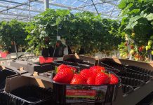 Polskie Truskawki są już w sklepach. To efekt ciężkiej pracy plantatorów