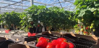 Polskie Truskawki są już w sklepach. To efekt ciężkiej pracy plantatorów