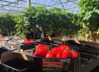 Polskie Truskawki są już w sklepach. To efekt ciężkiej pracy plantatorów
