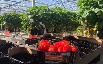 Polskie Truskawki są już w sklepach. To efekt ciężkiej pracy plantatorów