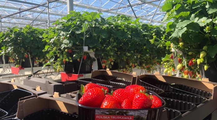 Polskie Truskawki są już w sklepach. To efekt ciężkiej pracy plantatorów