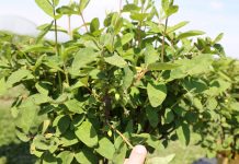 Jagoda kamczacka – postawiono wyzwanie