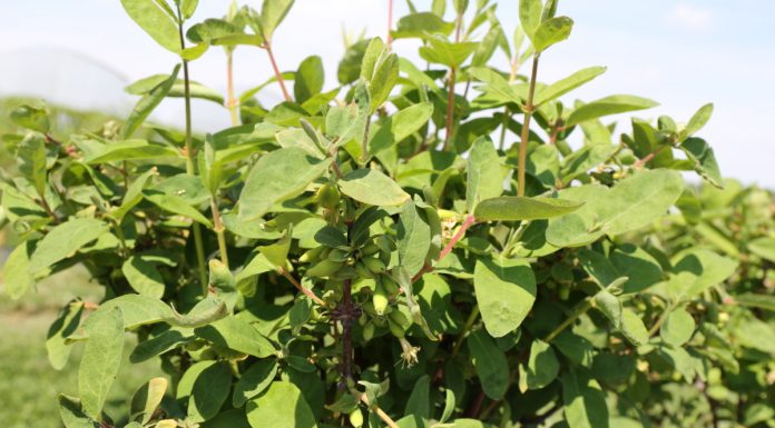 Jagoda kamczacka – postawiono wyzwanie