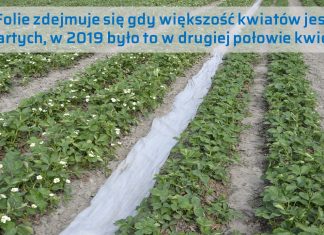 Programy nawożenia w przyspieszonej uprawie, sprawdzone w praktyce