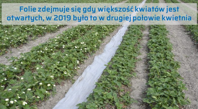 Programy nawożenia w przyspieszonej uprawie, sprawdzone w praktyce