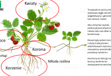 Produkty wpływające na odporność roślin w stresowych warunkach