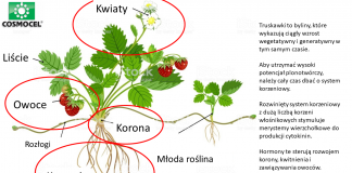 Produkty wpływające na odporność roślin w stresowych warunkach