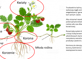 Produkty wpływające na odporność roślin w stresowych warunkach