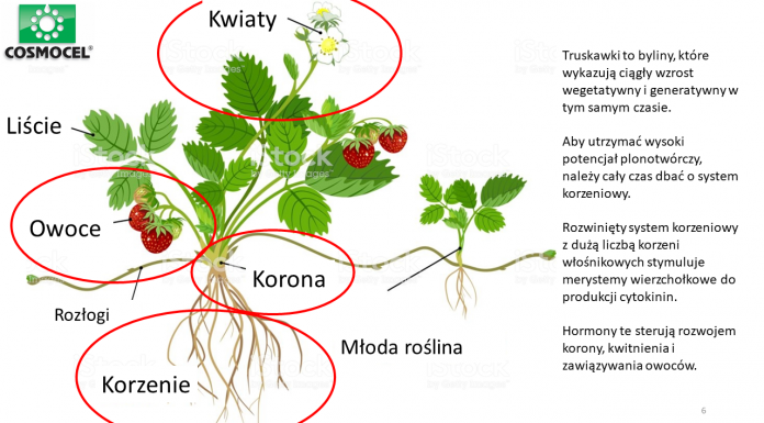 Produkty wpływające na odporność roślin w stresowych warunkach