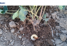 Ochrona truskawki w kontekście wycofywania środków ochrony roślin