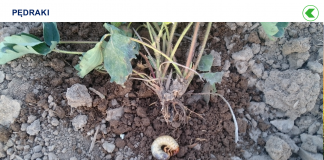 Ochrona truskawki w kontekście wycofywania środków ochrony roślin