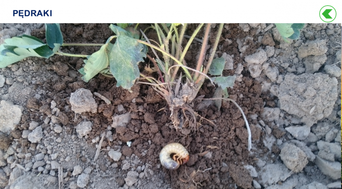 Ochrona truskawki w kontekście wycofywania środków ochrony roślin