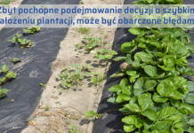 Powrót do korzenia – truskawka po truskawce i nie tylko