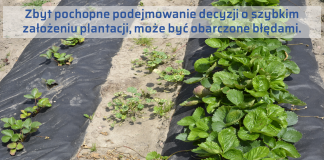 Powrót do korzenia – truskawka po truskawce i nie tylko