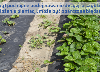 Powrót do korzenia – truskawka po truskawce i nie tylko