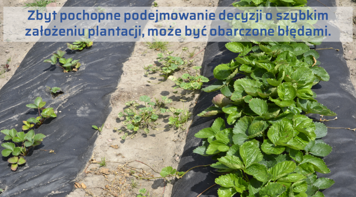 Powrót do korzenia – truskawka po truskawce i nie tylko