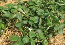 Nawożenie truskawek w tunelach według Agrosimex