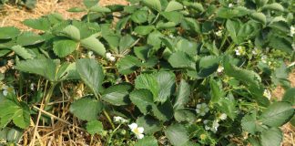 Nawożenie truskawek w tunelach według Agrosimex