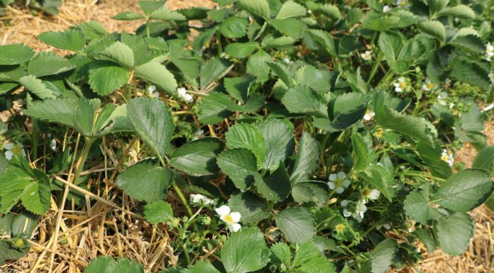 Nawożenie truskawek w tunelach według Agrosimex