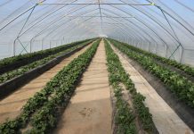 Truskawki w tunelach: 1 kwietnia – początek kwitnienia