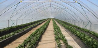 Truskawki w tunelach: 1 kwietnia – początek kwitnienia