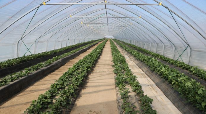 Truskawki w tunelach: 1 kwietnia – początek kwitnienia