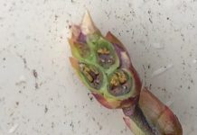 Borówki w Dolnej Saksonii silnie ucierpiały