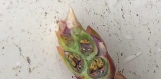 Borówki w Dolnej Saksonii silnie ucierpiały