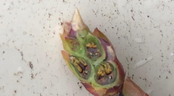 Borówki w Dolnej Saksonii silnie ucierpiały