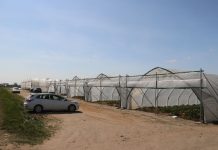 Wiosenny rozwój truskawek w tunelach – fotogaleria