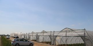 Wiosenny rozwój truskawek w tunelach – fotogaleria