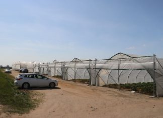 Wiosenny rozwój truskawek w tunelach – fotogaleria