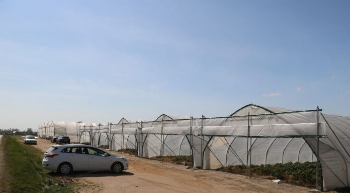 Wiosenny rozwój truskawek w tunelach – fotogaleria